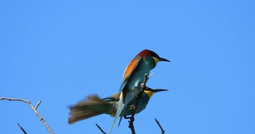 European bee eaters (Merops apiaster), perched against the blue sky, The Camargue, Southern France.
