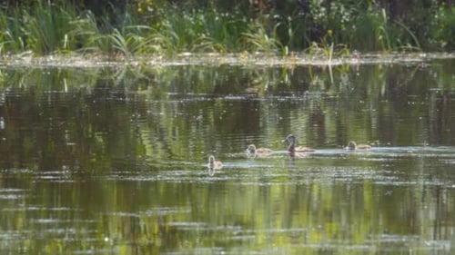 Flock of ducks swimming in the pond under sunlight