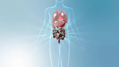 Animated Human Intestine with Interacting Molecules