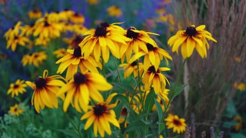 Top view of beautiful yellow daisies and green leaves. Flowers and leaves sway in the wind.