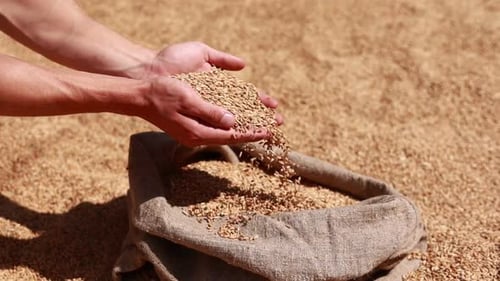 Hands Pouring Grains into Burlap Sack