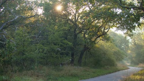 Running Trail Through an Enchanted Forest with Twisting Branches