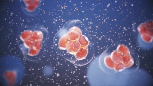 Microscopic Organic Cells Dividing in Fluid Environment