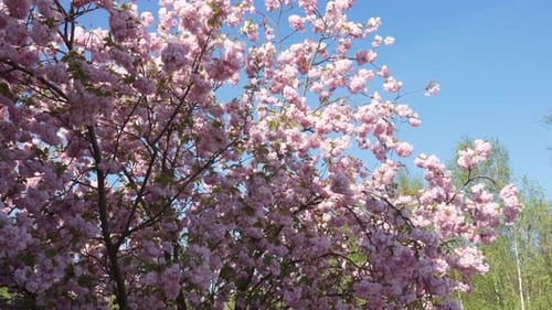 Dichte rosa Kirschblüten vor klarem Frühlingshimmel