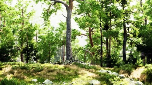 A Serene Forest Landscape with Majestic Trees and Rocky Terrain