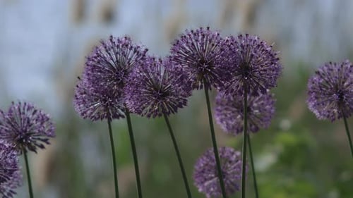 Beautiful, purple dutch onion. Onion flowers move in the wind.