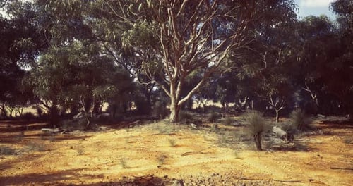 Majestic Eucalyptus Tree in a Vast Australian Outback Landscape