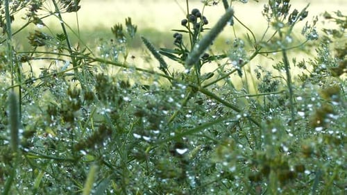 Nahaufnahme einer suggestiven und entspannenden Aufnahme von Regentropfen auf Gras. Schwenken