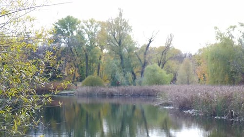 Wildtierszene aus dem Natur-Herbstpark mit Seenatur-Hintergrund im Herbst bei sonnigem Wetter