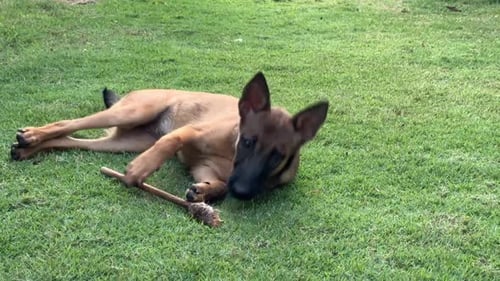Playful young purebred belgian shepherd playing and biting a wooden spatula, tumbling on the ground,