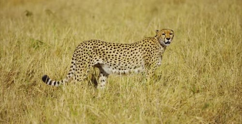 Cheetah Standing Alert in a Golden Grass Field