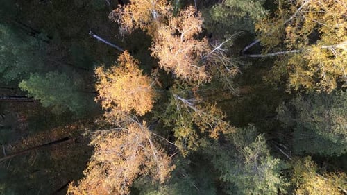 Early Autumn in Forest Aerial Top View