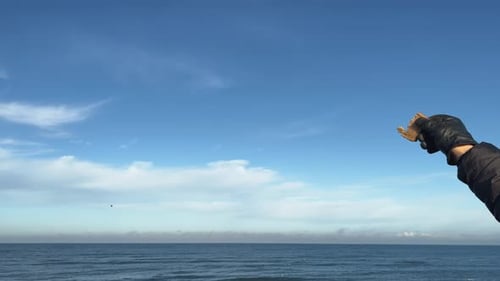Feeding Seagulls Blue Sky Ocean Man's Hand Black Glove Hold Piece of Bread