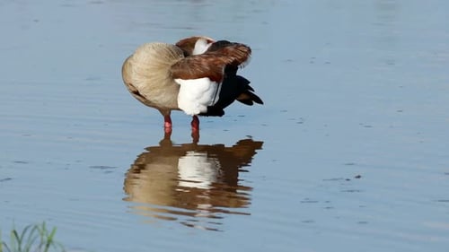 Ägyptische Gänsebehandlung im Flachwasser