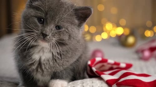 Adorable Kitten with Christmas Lights and Striped Tie