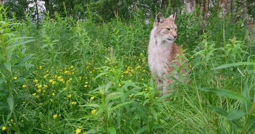 European Lynx Sitting in the Grass