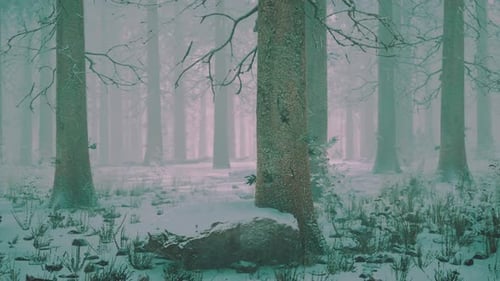 Frozen Winter Forest in the Fog