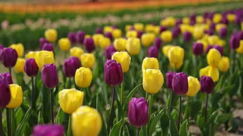 A Beautiful and Vibrant Tulip Field in Full Bloom Showcasing Natures Beauty at Its Best