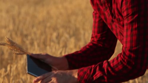 Farmer Uses Tablet in Golden Wheat Field