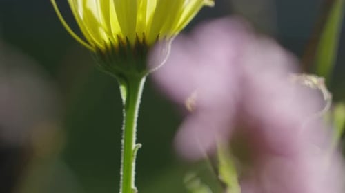 Macro Shot of a Vibrant Yellow Daisy Flower
