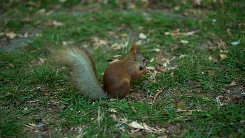 Ein wildes Eichhörnchen im Wald nagt an einer Eichelnuss