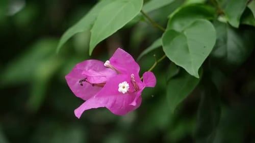 A close-up of a flower