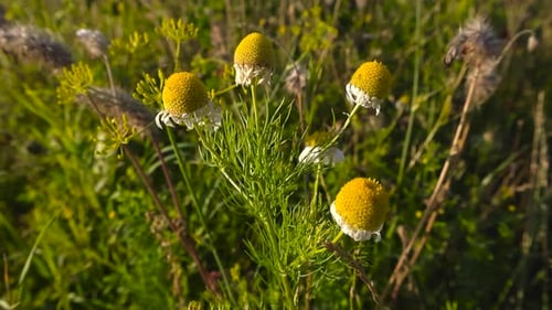 Detailed view of wild chamomile herbal plants, faded wild flower blooms in the evening warm sunlight