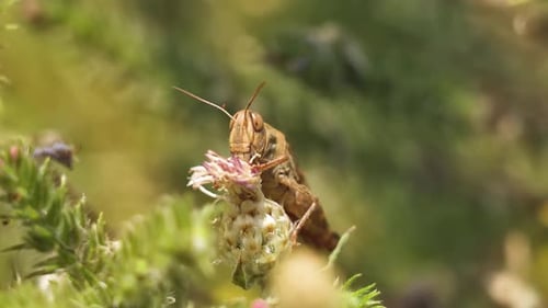 Grasshopper Eating on a Plant in Nature