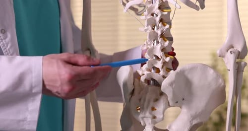 Doctor showing human skeleton model in hospital, closeup