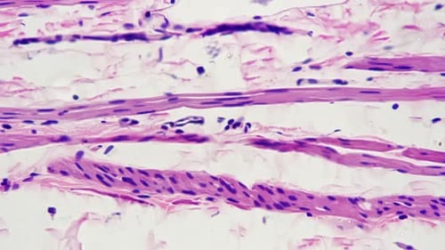 Detailed Microscopic View of Cellular Structures