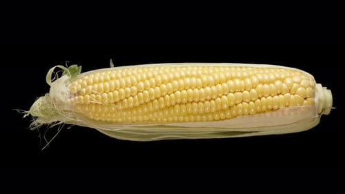 Half-peeled corn cob rotating on a black background. Isolated.