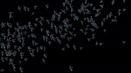 Dynamic Flock of Realistic Birds Flying Visual Effect