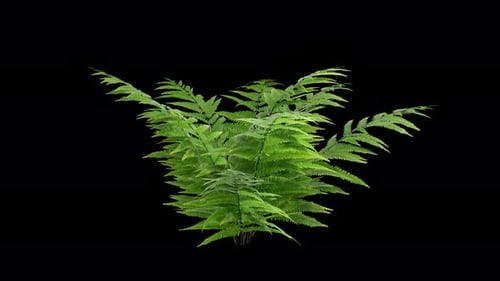 Fern plant gently swaying in a warm summer breeze with natural