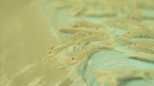 Frozen shellfish fall off of conveyor belt in factory, cold air makes it foggy