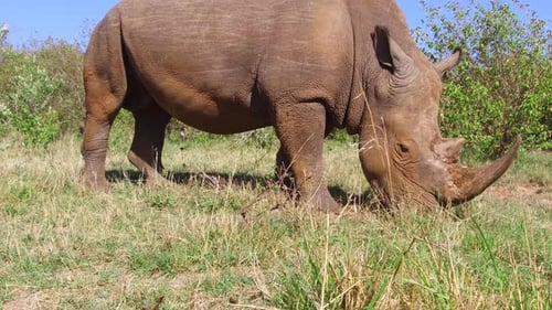 Breitmaulnashorn weidet ruhig auf der afrikanischen Savannenebene in natürlichem Lebensraum