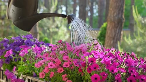 Watering Colorful Flowers in a Tranquil Garden