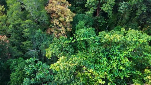 Aerial shot of dense tropical rainforest canopy in Malaysia’s Taman Negara