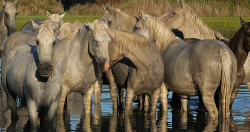 Camargue Horse, Herd standing in Swamp, Saintes Marie de la Mer in Camargue, in the South of France