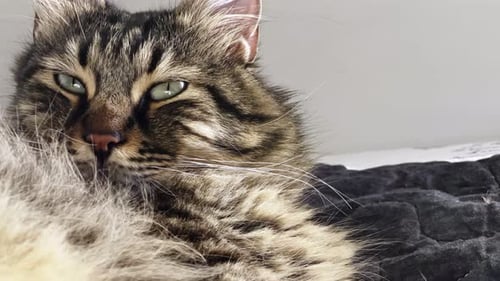 Tabby Cat Grooming its Fluffy Fur Indoors