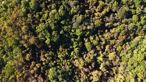 Drone filmé de haut en bas de la forêt tropicale de Misiones, en Argentine, avec une route de campagne et une petite rivière.