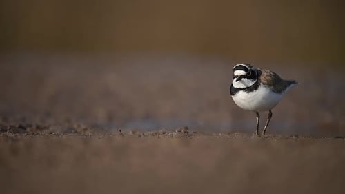 Plover Foraging on Sandy Ground in Natural Habitat