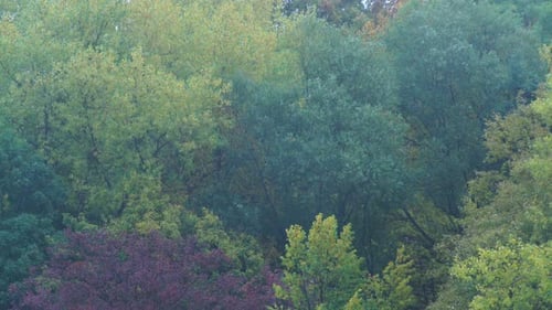 Green Trees Leaves As Nature Background