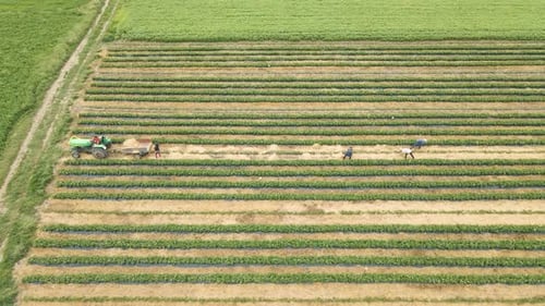 Aerial View of Farmers Many Workers with Tractor Arrange Straw Between Rows of Crops
