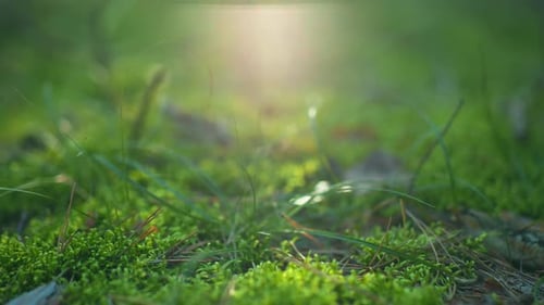 Sunlit Greenery CloseUp in Serene Forest