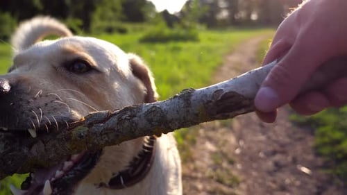 Happy Friendly Dog Breed Labrador Playing with Wooden Stick in Male Hand of Owner at Nature Playful
