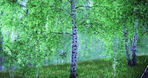 Lush Green Birch Trees in a Serene Forest Setting During Daylight