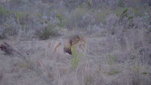 Lion Resting in Tall Grass and Dry Brush