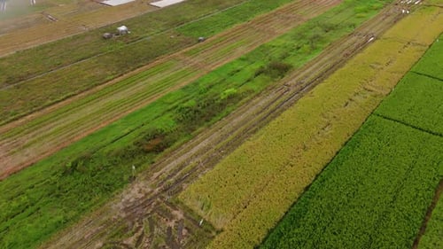 Drone footage of green plantation with dry soil
