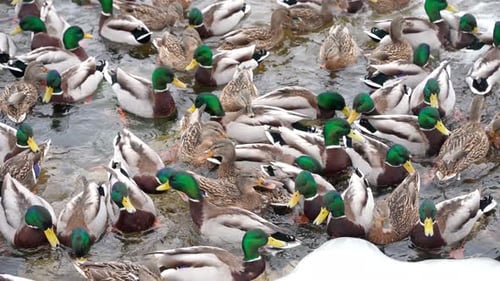 A large flock of wild ducks swims in frozen water.