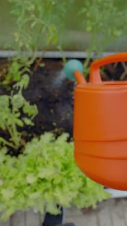 Watering Can Waters Garden Plants